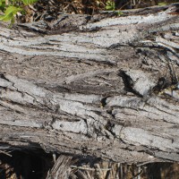 Vachellia planifrons (Wight & Arn.) Ragup., Seigler, Ebinger & Maslin